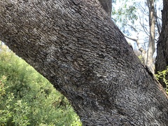 Eucalyptus microcarpa