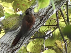 Lepidocolaptes souleyetii