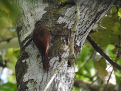 Lepidocolaptes souleyetii