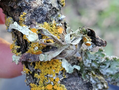 Ramalina leptocarpha