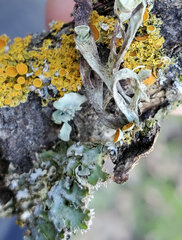 Ramalina leptocarpha