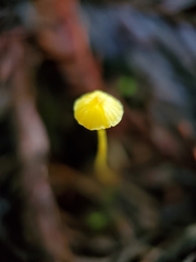 Mycena oregonensis