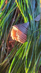 Calliostoma ligatum
