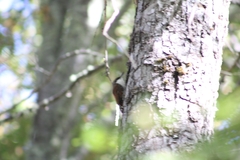 Pygarrhichas albogularis