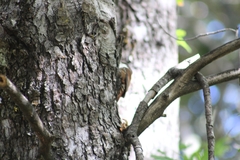 Pygarrhichas albogularis