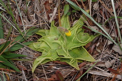 Pinguicula lutea