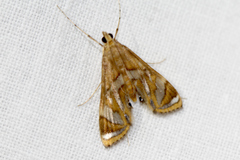 Margarosticha euprepialis