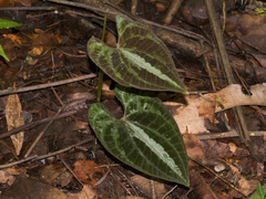Dioscorea dodecaneura
