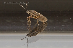 Rhypodes