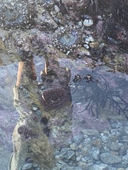Urticina clandestina