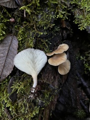 Hohenbuehelia auriscalpium