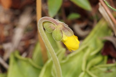 Pinguicula lutea