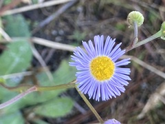 Erigeron pulchellus