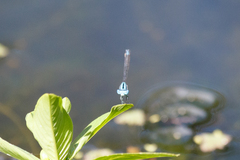 Pseudagrion microcephalum