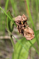Cypripedium candidum