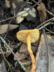 Rhodophana nitellina