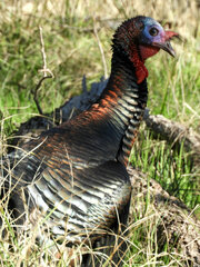 Meleagris gallopavo intermedia