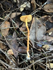 Rhodophana nitellina