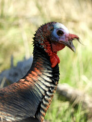 Meleagris gallopavo intermedia