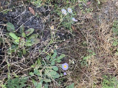 Erigeron pulchellus
