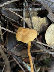 Rhodophana nitellina