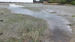 Zostera muelleri