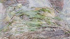 Zostera muelleri