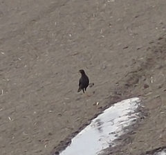 Acridotheres javanicus