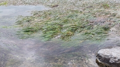 Zostera muelleri