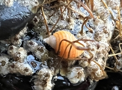 Nucella canaliculata