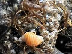 Nucella canaliculata