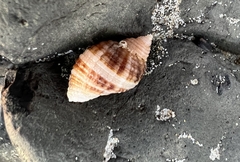 Nucella canaliculata