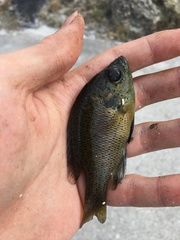 Lepomis punctatus