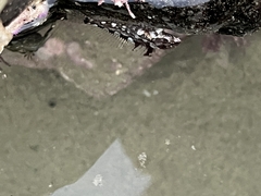 Clinocottus acuticeps