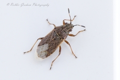 Rhypodes