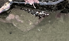 Clinocottus acuticeps