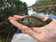 Lepomis gulosus