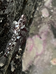 Clinocottus acuticeps