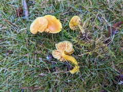 Gliophorus psittacinus