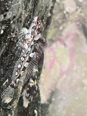 Clinocottus acuticeps