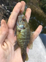 Lepomis gulosus