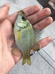 Lepomis punctatus