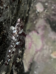 Clinocottus acuticeps