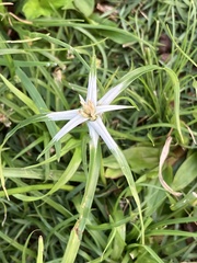 Rhynchospora nervosa