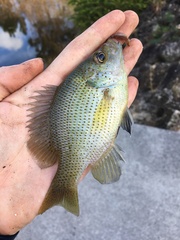 Lepomis punctatus