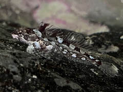 Clinocottus acuticeps