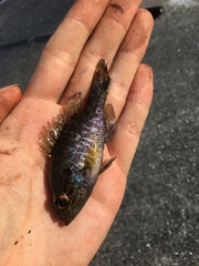 Lepomis gulosus