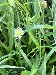 Cyperus mindorensis