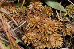 Sphagnum perichaetiale
