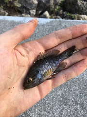 Lepomis gulosus